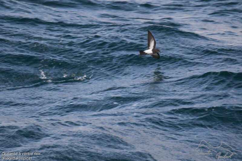 Black-bellied Storm Petrel