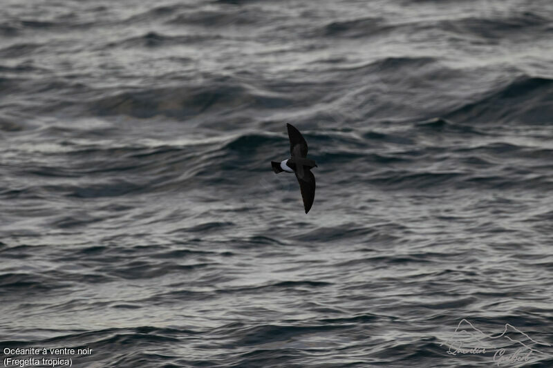 Océanite à ventre noir