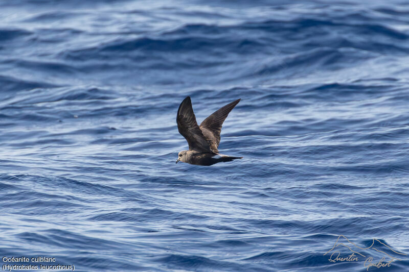 Leach's Storm Petrel, Flight