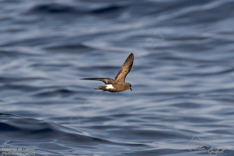 Band-rumped Storm Petrel, identification, Flight