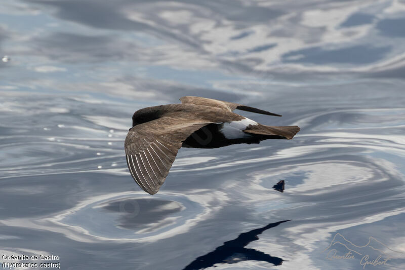 Band-rumped Storm Petrel