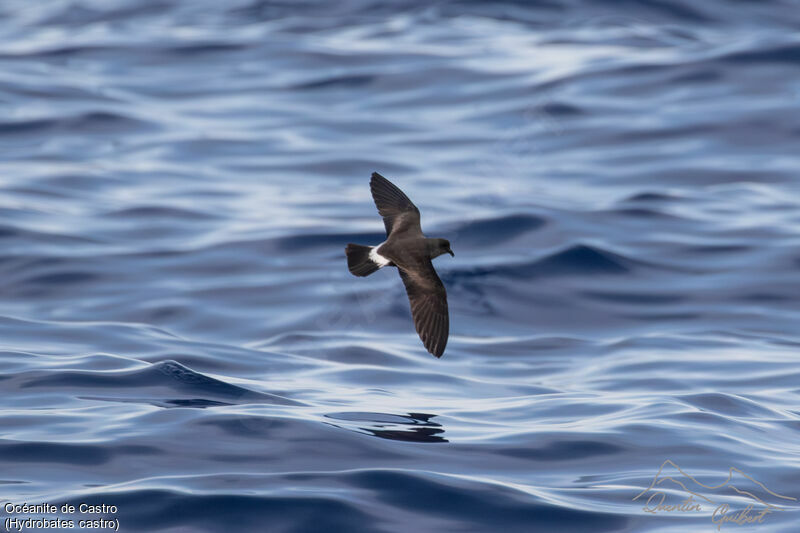 Band-rumped Storm Petrel