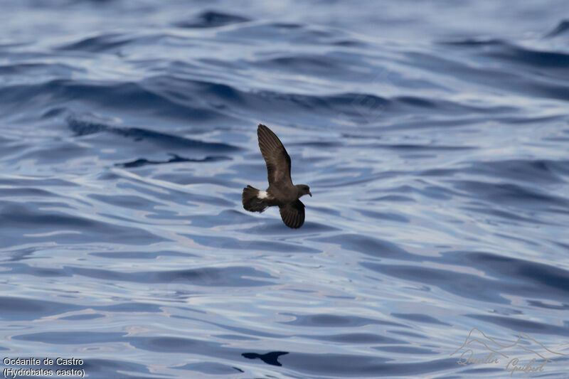 Band-rumped Storm Petrel, Flight