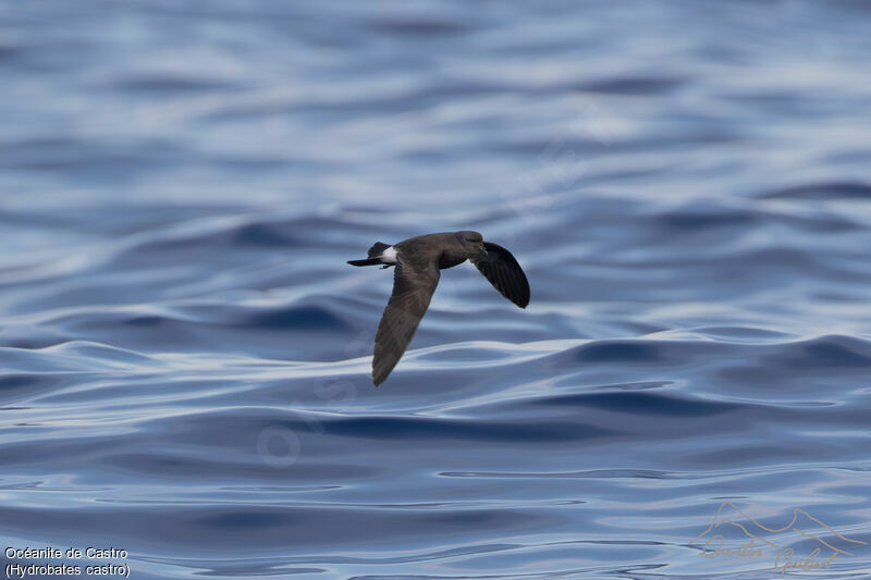 Band-rumped Storm Petrel, Flight