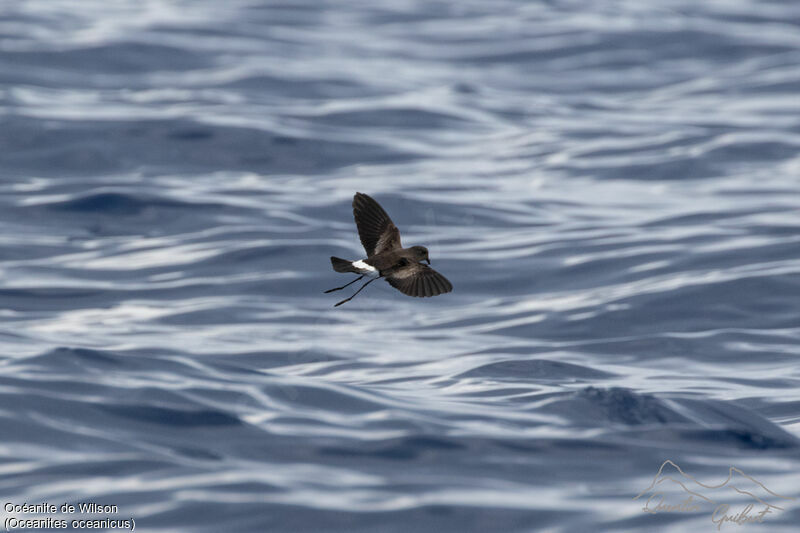 Wilson's Storm Petrel, identification, Flight