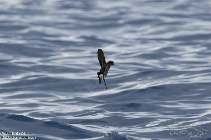 Wilson's Storm Petrel