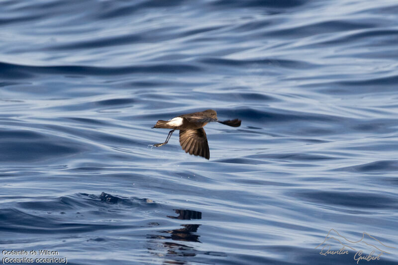 Wilson's Storm Petrel