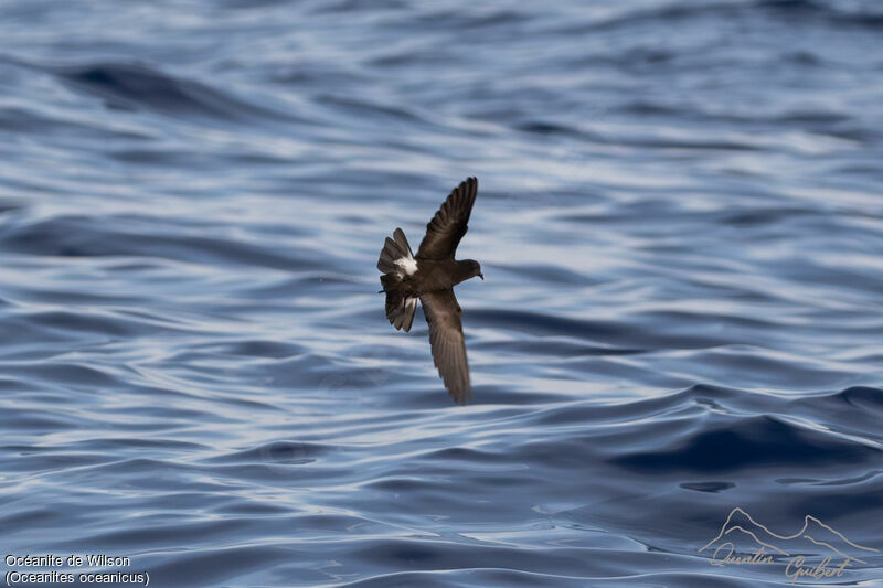 Wilson's Storm Petrel, Flight