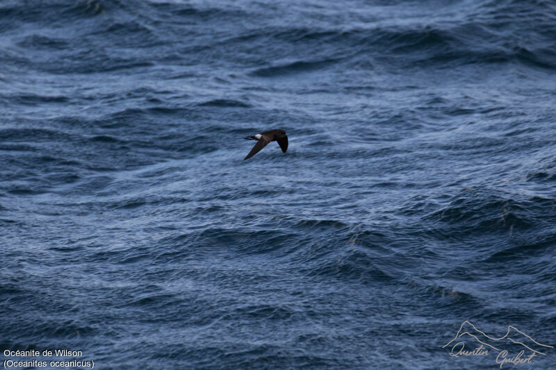 Wilson's Storm Petrel