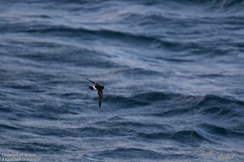 Wilson's Storm Petrel