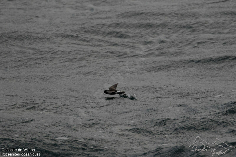 Wilson's Storm Petrel