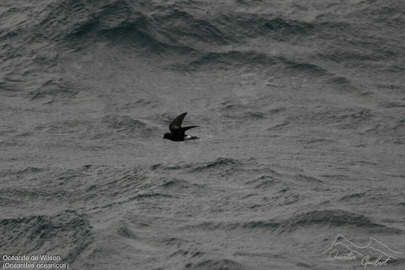 Wilson's Storm Petrel