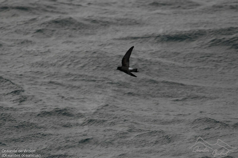 Wilson's Storm Petrel