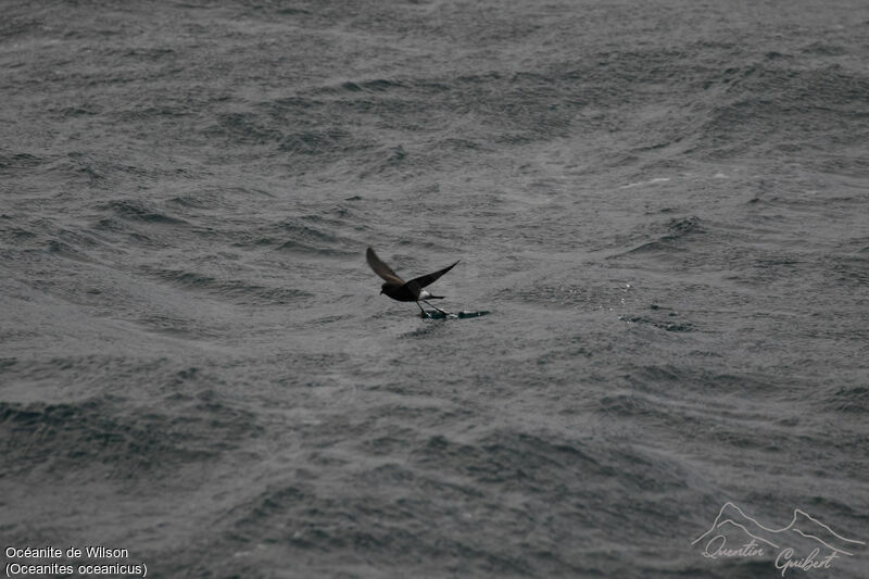 Wilson's Storm Petrel