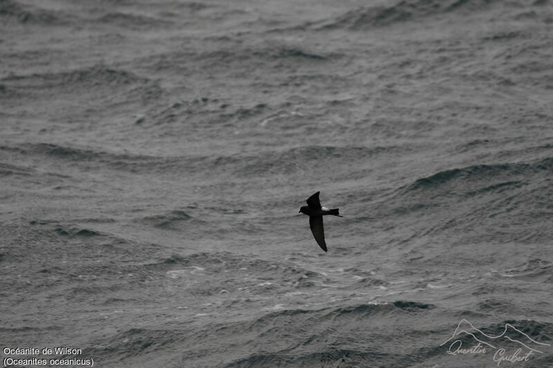 Wilson's Storm Petrel, identification, Flight