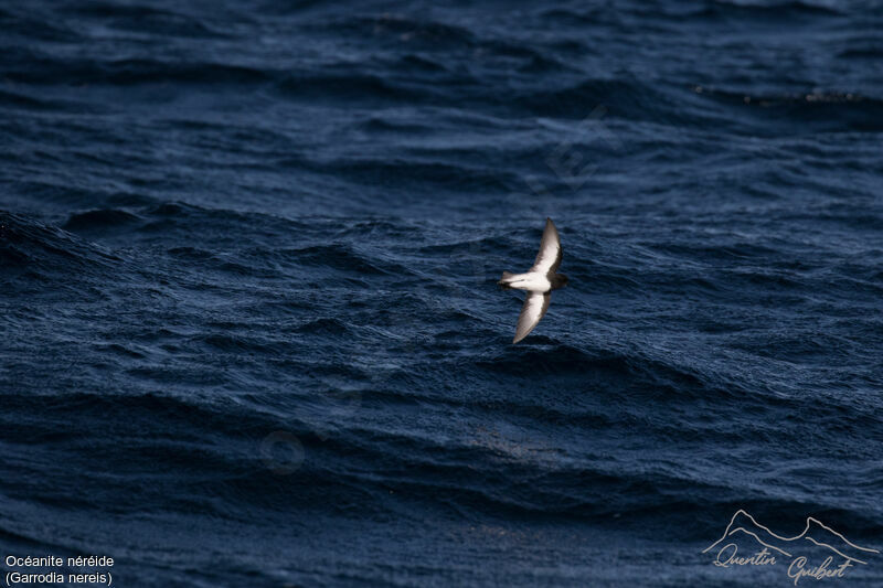 Grey-backed Storm Petrel