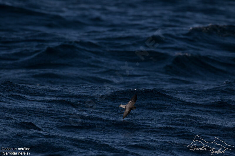 Grey-backed Storm Petrel