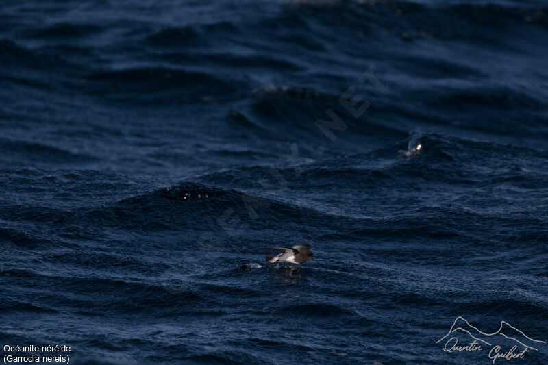 Grey-backed Storm Petrel