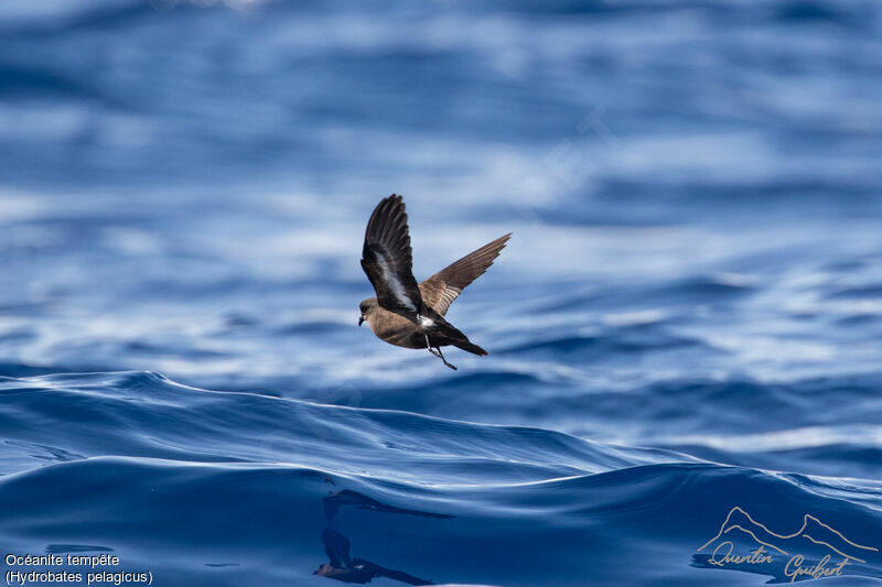 European Storm Petrel