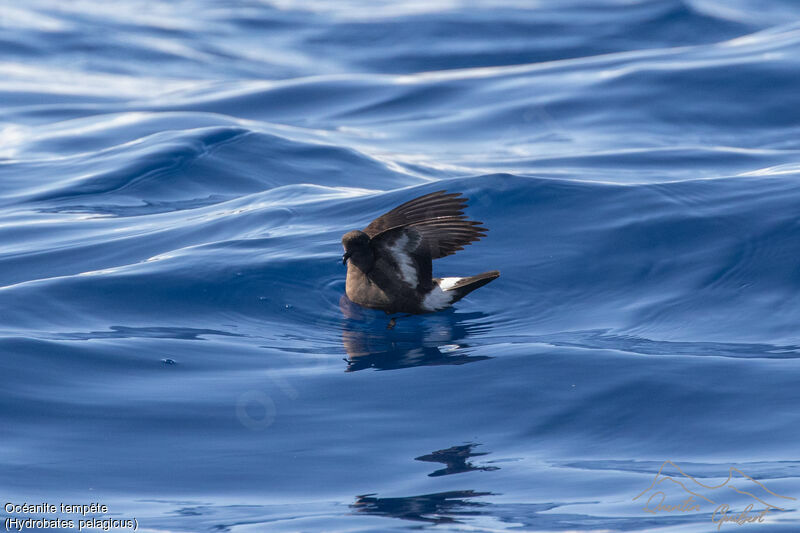 European Storm Petrel