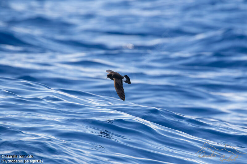 European Storm Petrel