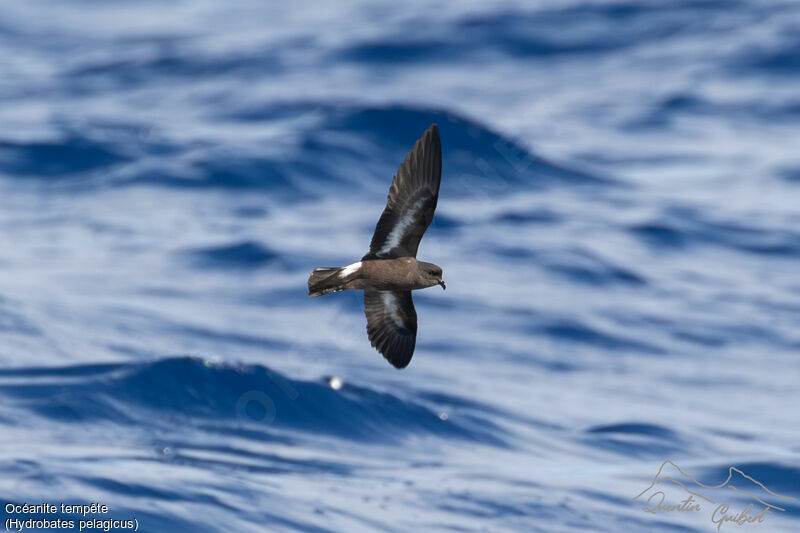 European Storm Petrel