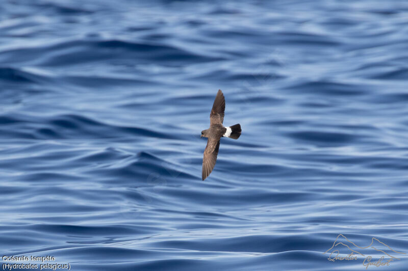 European Storm Petrel, Flight