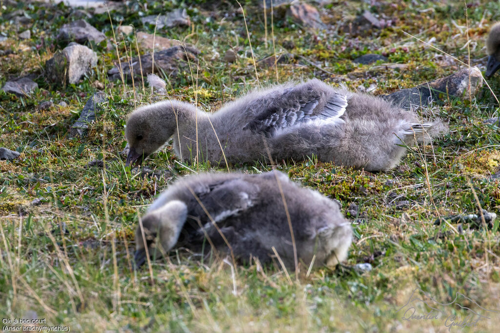 Oie à bec courtPoussin, mange