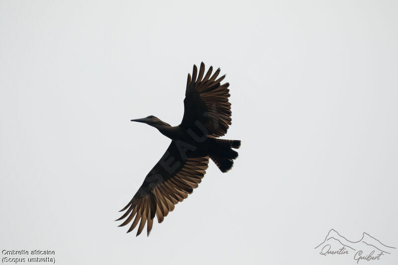 Hamerkop, identification, Flight