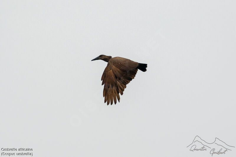 Hamerkop, identification, Flight