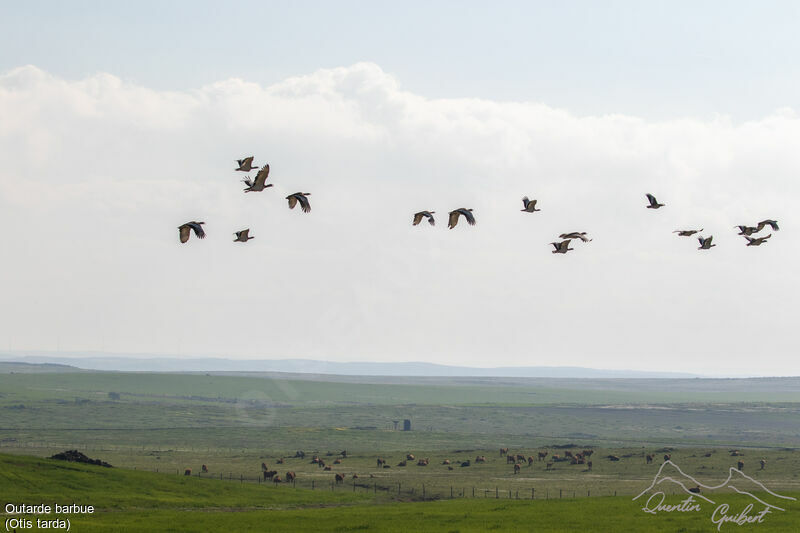 Great Bustard