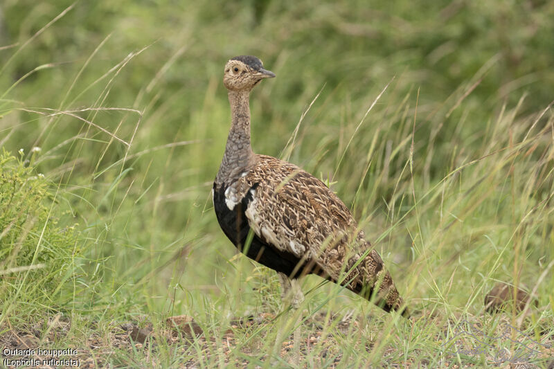 Red-crested Korhaan