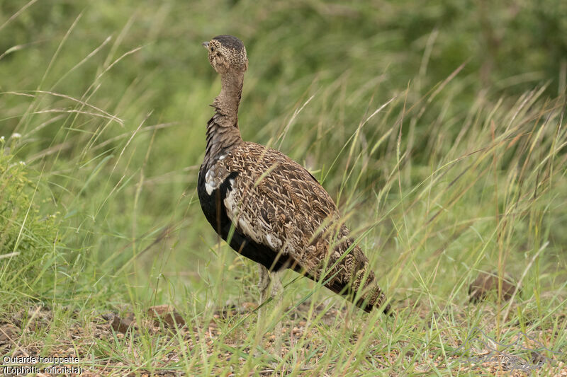 Red-crested Korhaan male adult, identification, walking