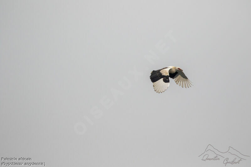 Palm-nut Vulture