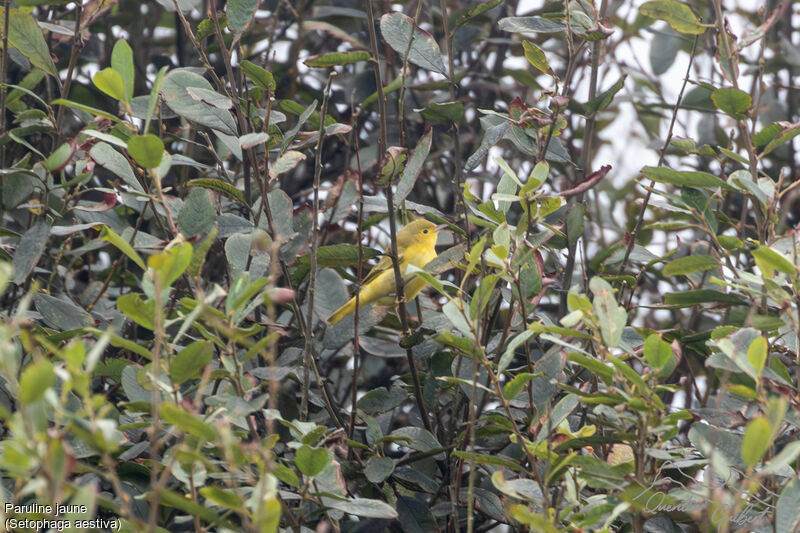 Paruline jaune