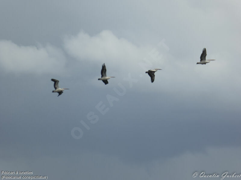 Australian Pelican, Flight