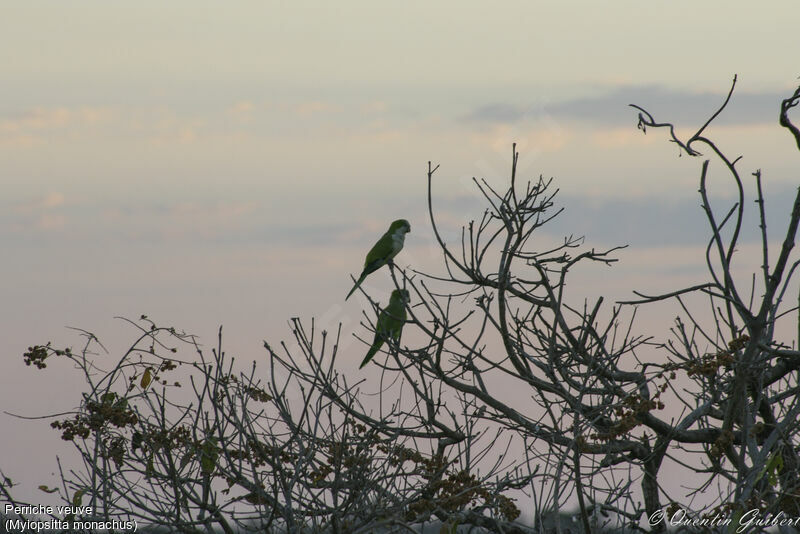 Monk Parakeet