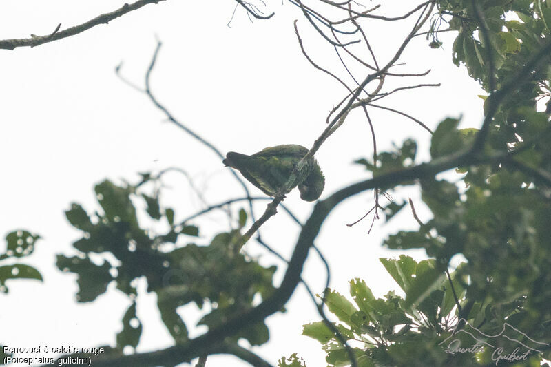 Red-fronted Parrot