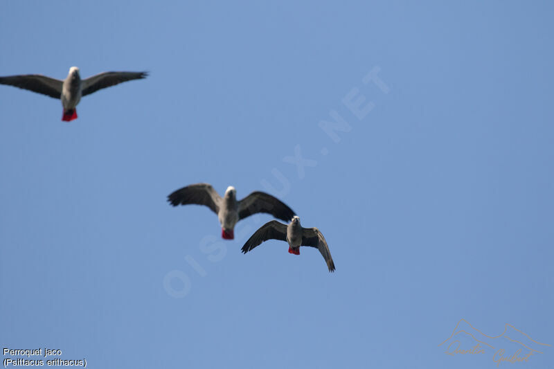 Grey Parrot, Flight