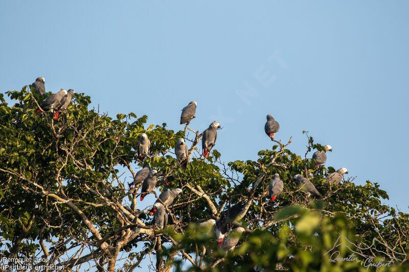 Grey Parrot