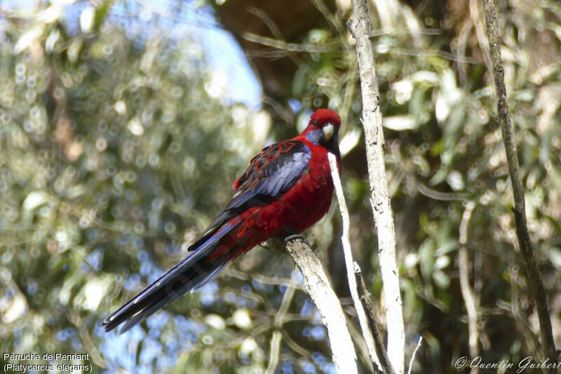 Crimson Rosella, identification