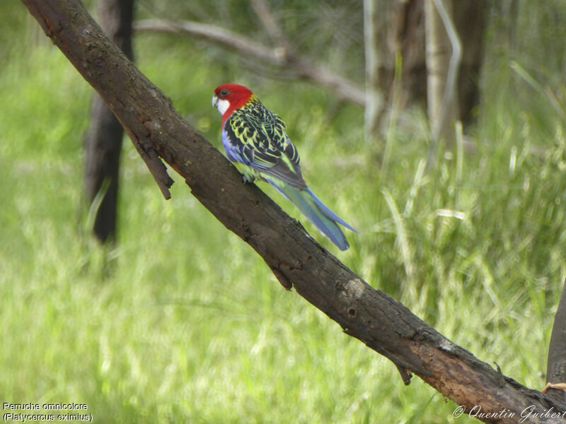 Eastern Rosellaadult, identification