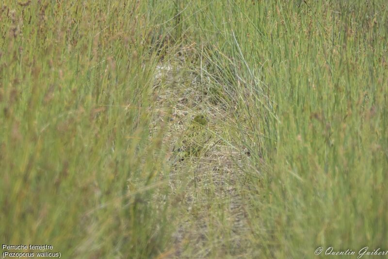 Perruche terrestre, camouflage