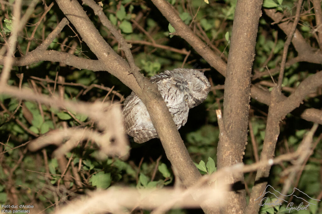 Arabian Scops Owl