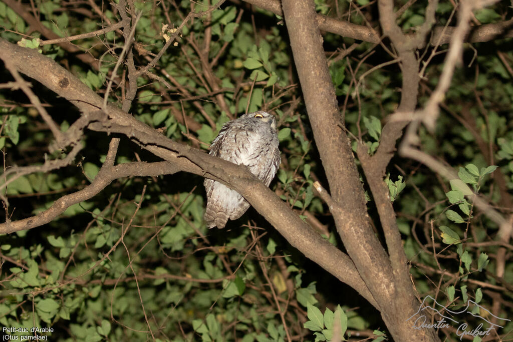 Arabian Scops Owl