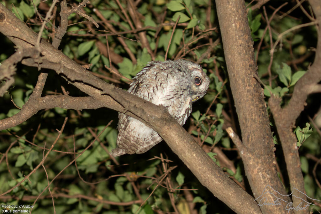 Arabian Scops Owl