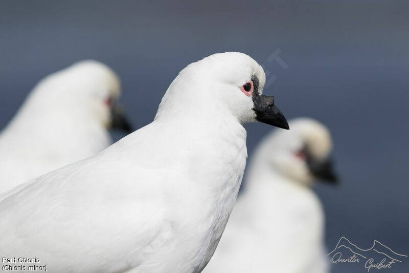 Black-faced Sheathbill