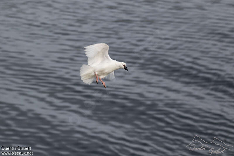 Black-faced Sheathbilladult, identification, pigmentation, Flight