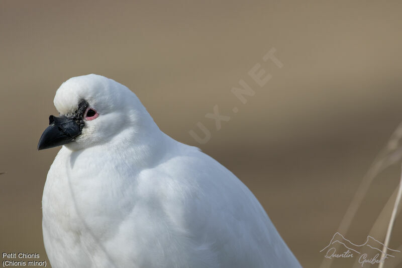 Black-faced Sheathbill