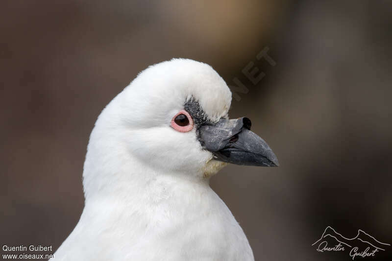 Black-faced Sheathbilladult, close-up portrait